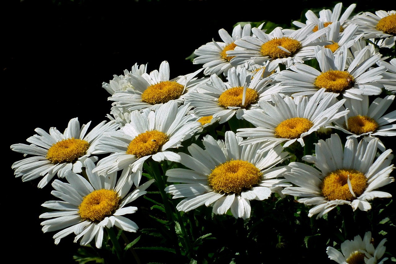 动漫桃花图片,美轮美奂的艺术展现,令人陶醉的视觉盛宴