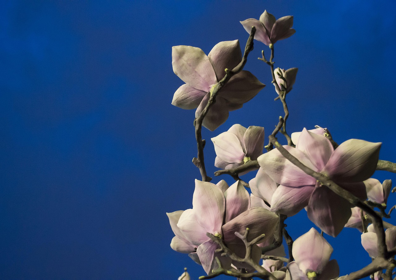 蝴蝶兰电视剧,绽放的艺术之花之美谈