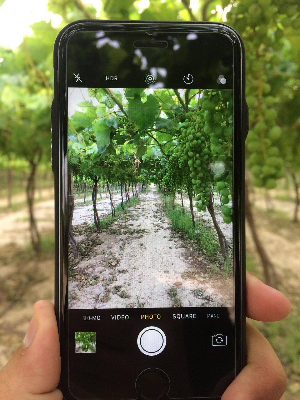 OPPO最新绿色款手机，科技与自然的和谐融合之美