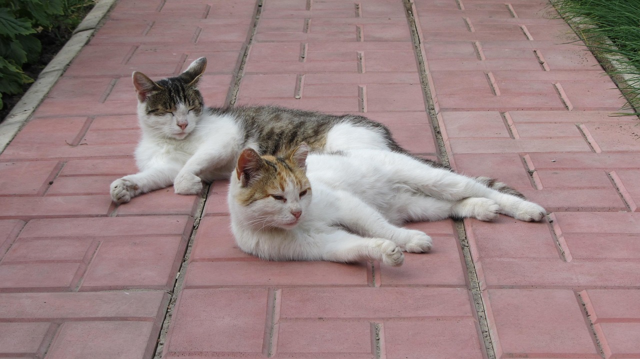 西安猫咪最新动态,繁华都市中的猫族生活展望