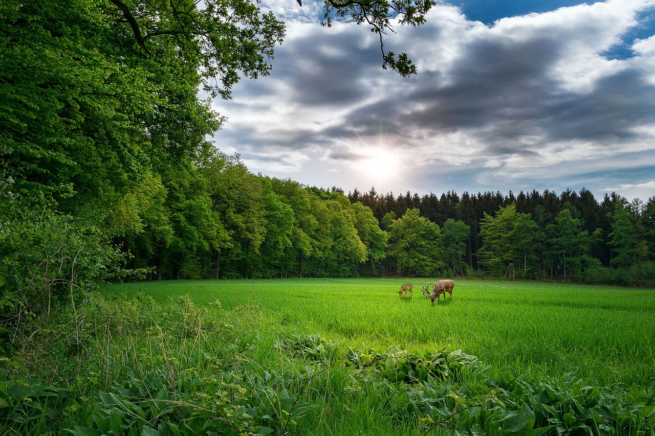柳州车市动态行情深度解析报告