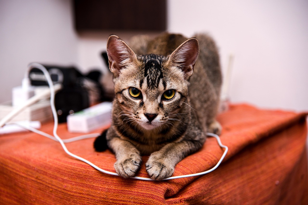 今日宠物用品价格最新行情及分析