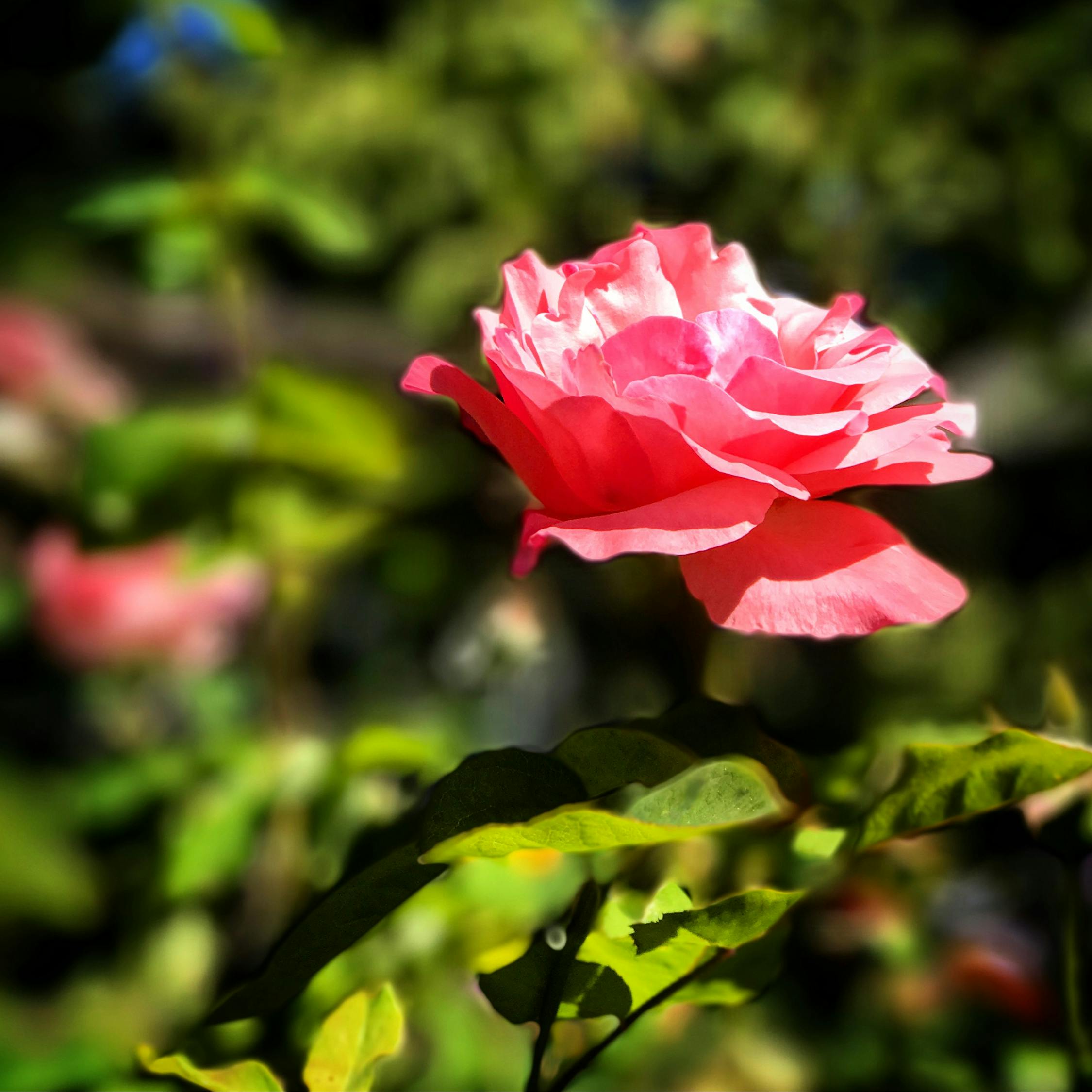 艾米王子最新动态,星光璀璨,继续闪耀