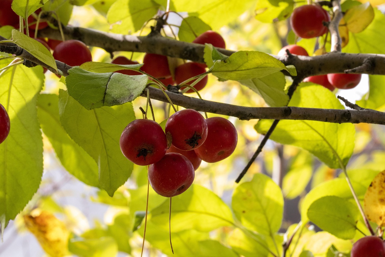 沈丘皇家花园最新动态更新