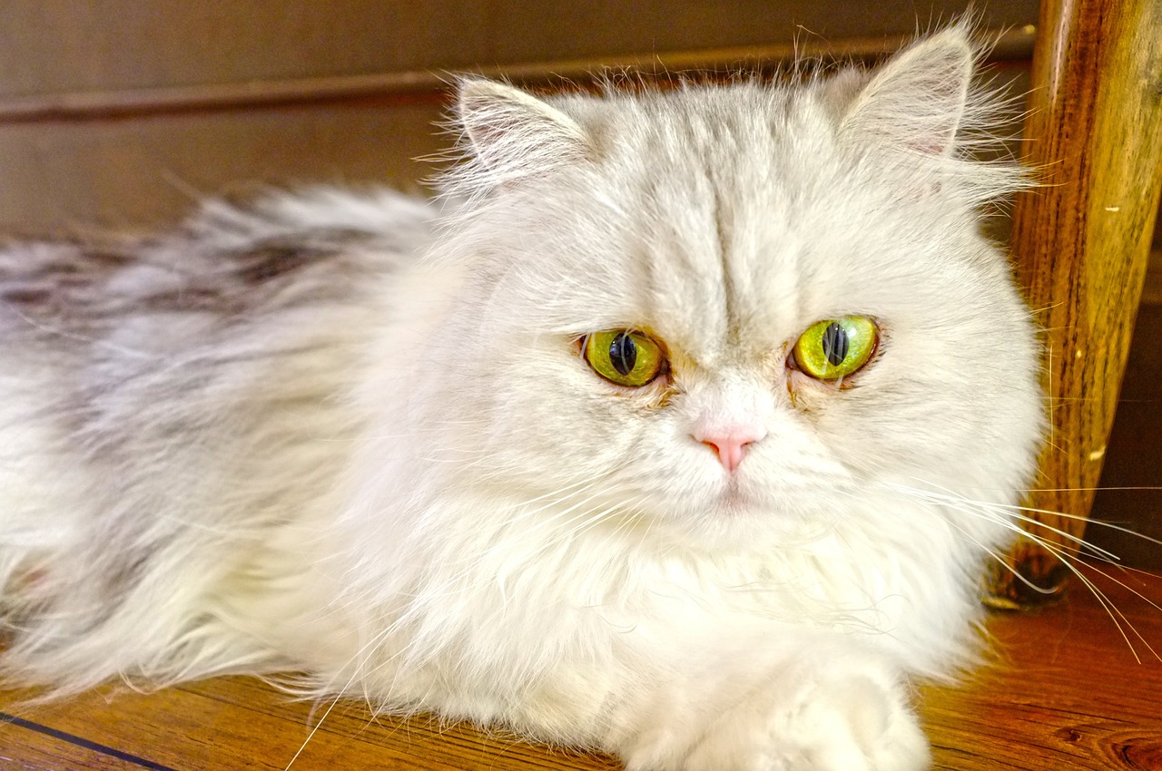 双眼皮手术价格解析,割双眼皮与埋线的费用探讨