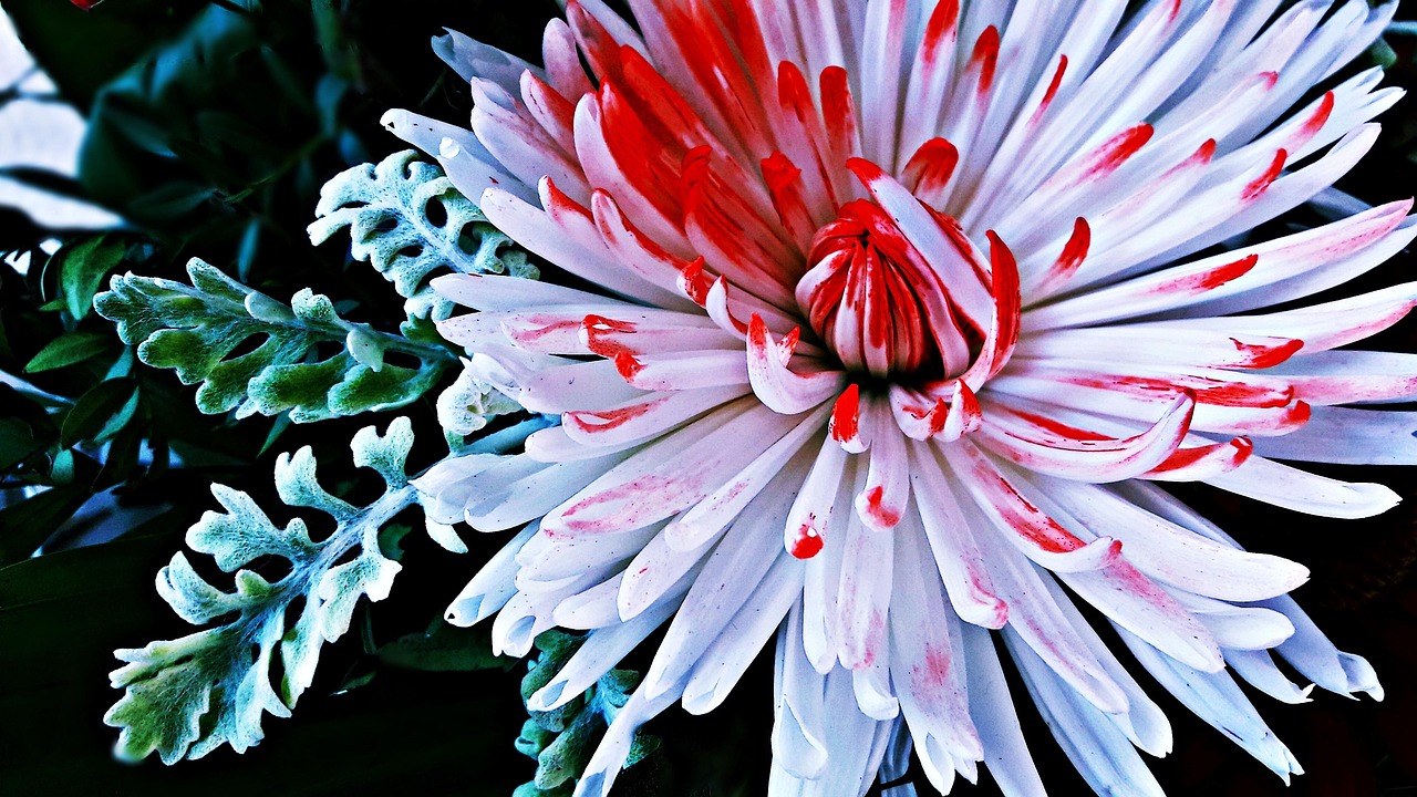 鲜花动漫图片,绽放的美丽与艺术的力量