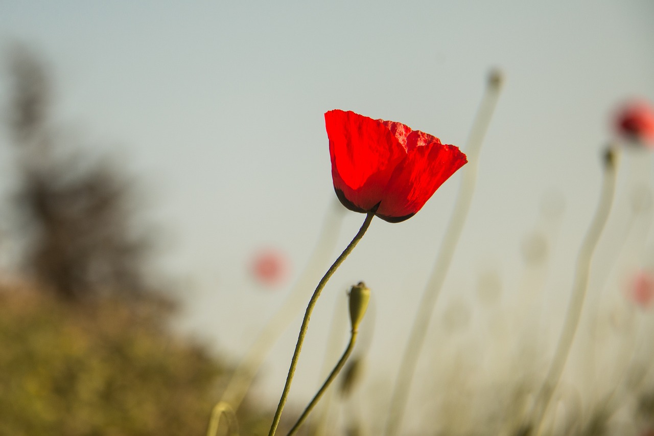 英国疫情最新动态，挑战、应对策略全解析