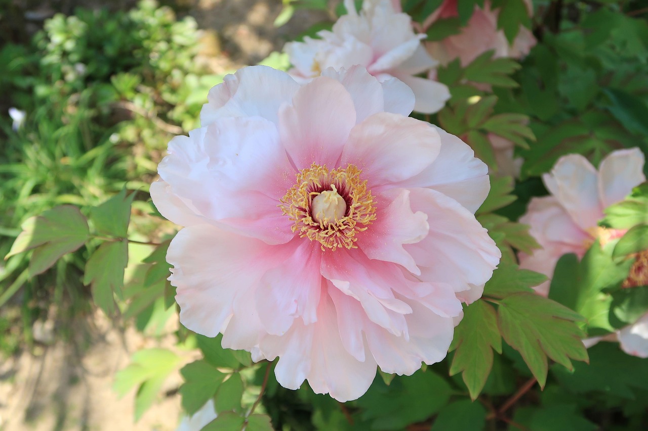 牡丹角行情深度解析与未来前景展望