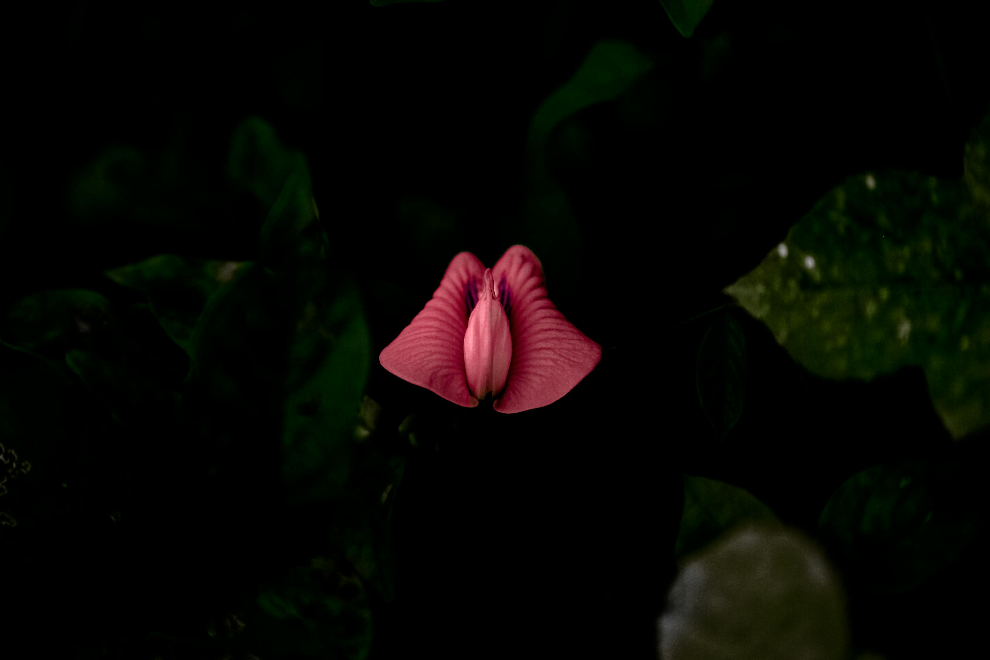 动漫小人头像,独特的文化现象与个性化表达的魅力所在