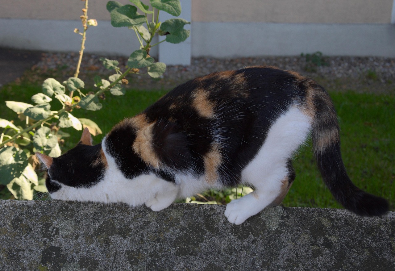 探索猫咪乐趣世界,趣味互动新玩法揭秘!