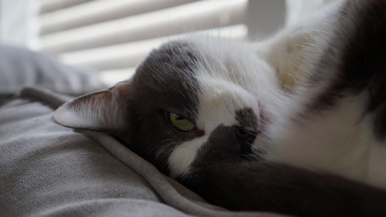 探索猫咪乐趣世界,趣味互动新玩法揭秘!