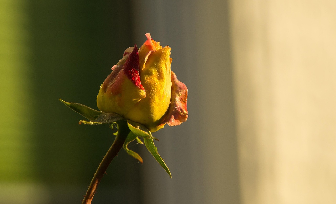 郑爽2017年星光下的情感轨迹,最新感情动态揭秘