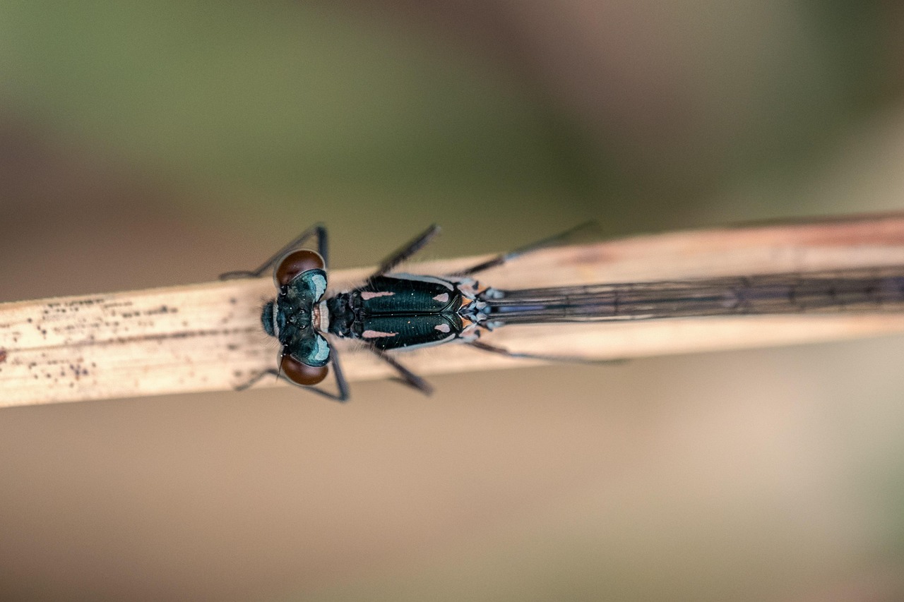 毛里湖国家湿地公园最新动态揭秘