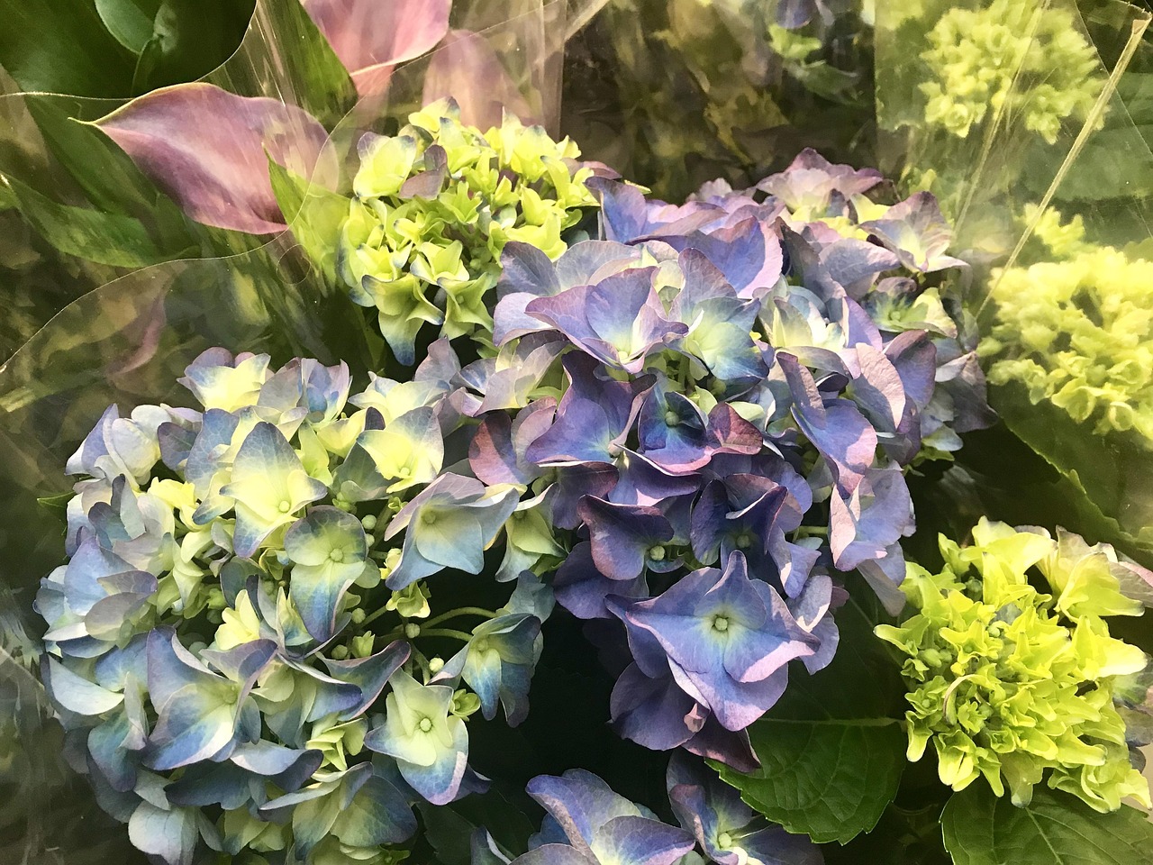 电影花,艺术魅力的绽放与无限可能探索