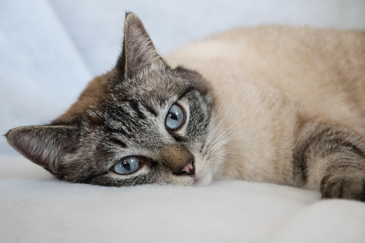 奶牛猫价格探讨,影响因素及市场行情分析