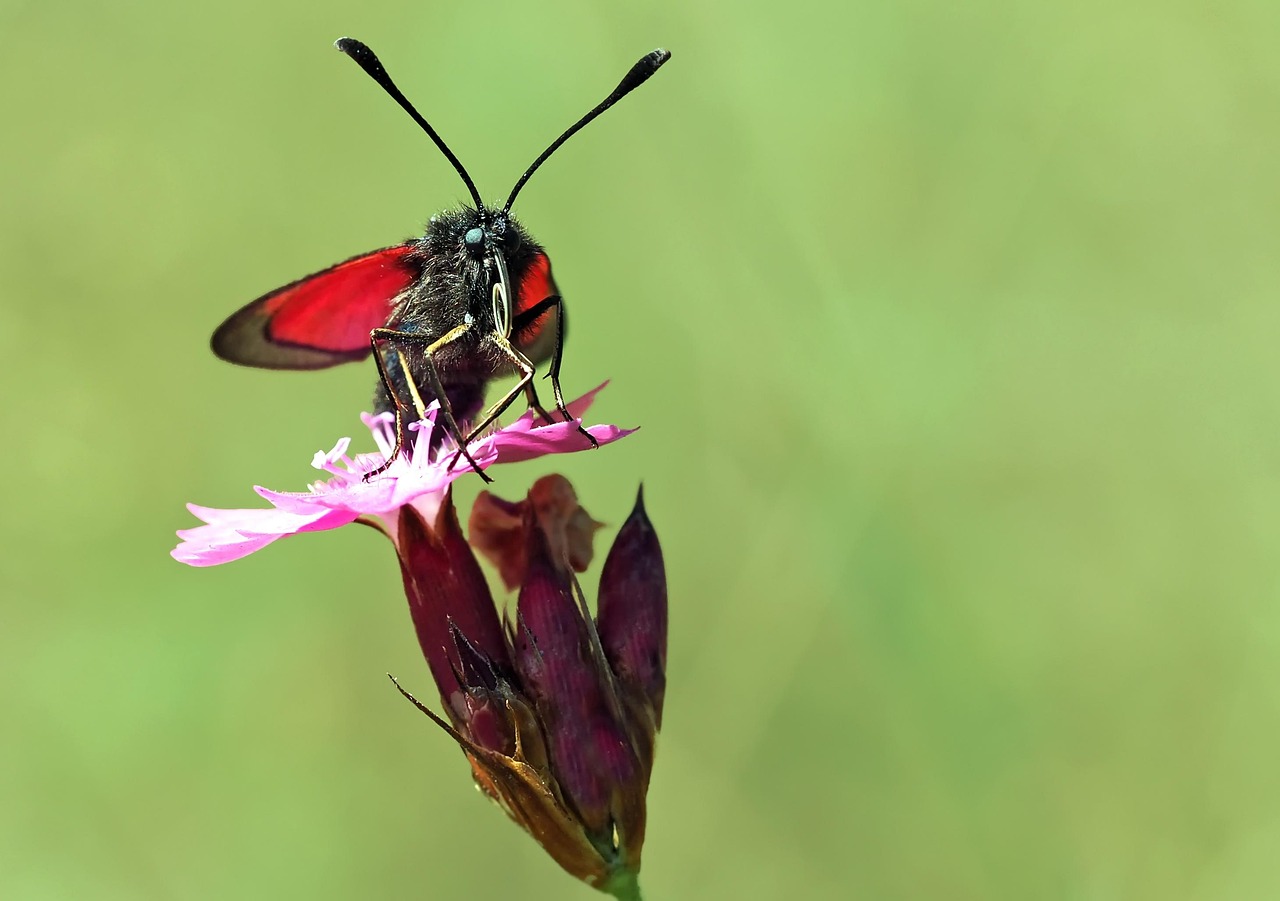 深圳福田最新要闻概览,福田区时事动态更新