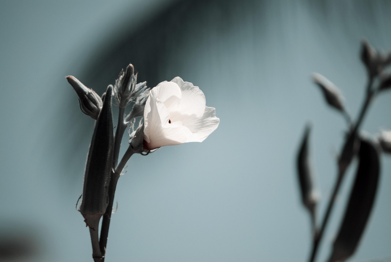 深圳福田最新要闻概览,福田区时事动态更新