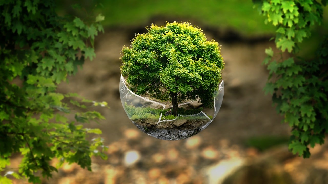 探寻自然瑰宝的秘密,那曲虫草最新资讯