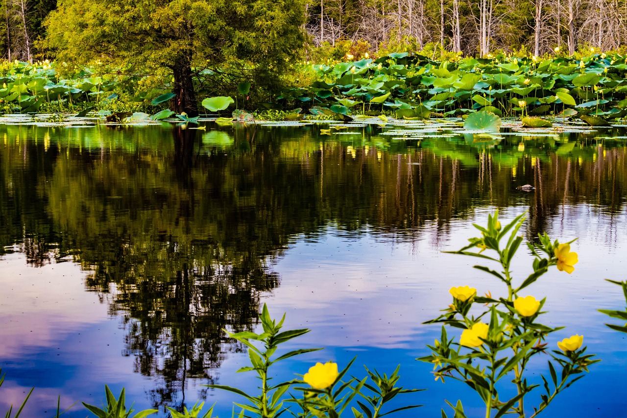 公园动态更新,重塑绿色活力与魅力新篇章