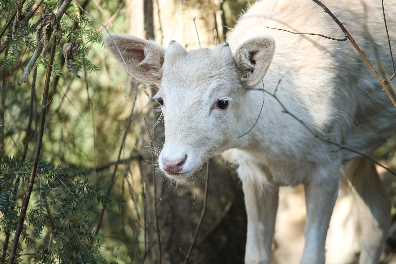 全球禽畜健康面临严峻挑战,最新鸡瘟情况更新