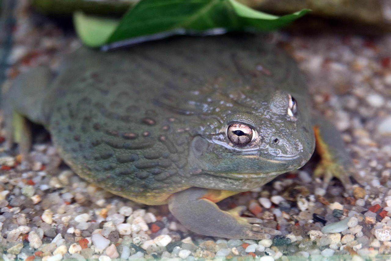 番鸭批发价格行情详解与趋势分析