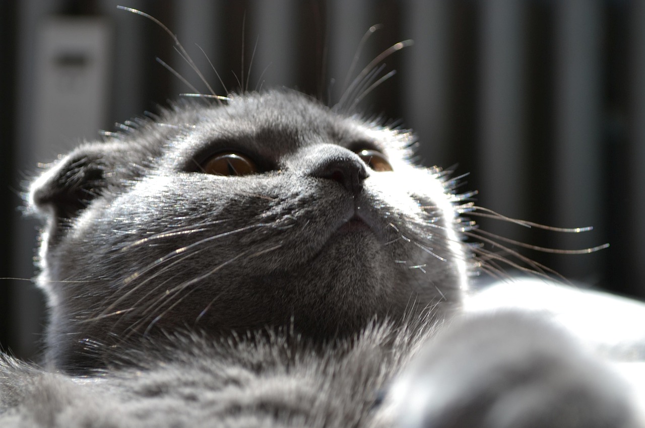 探索猫咪世界的无尽魅力,猫咪AVMAOMIAV最新官网