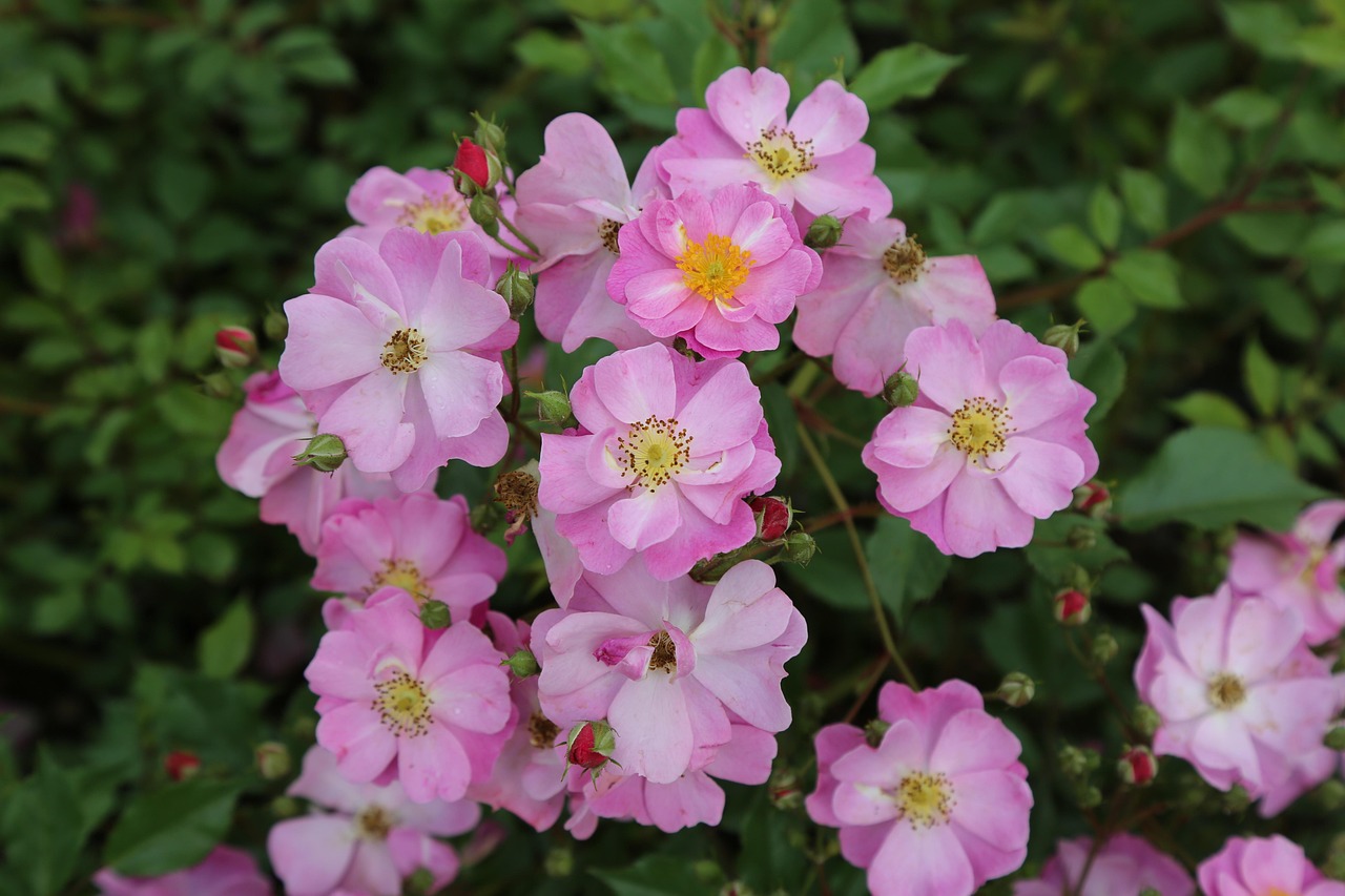 翻墙最新版本探索与解析,最新动态及功能解析