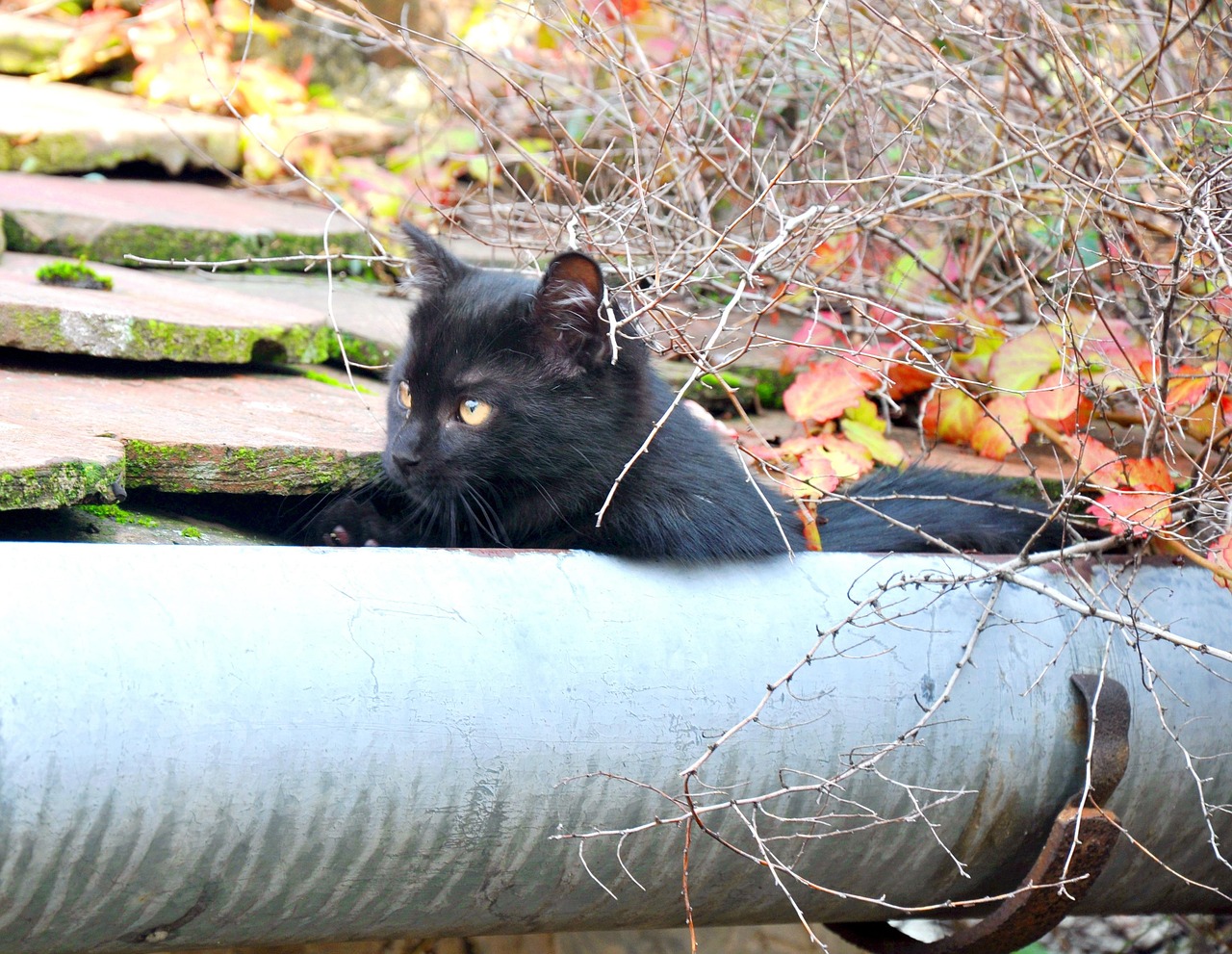 探索与发现,最新猫咪网址大全