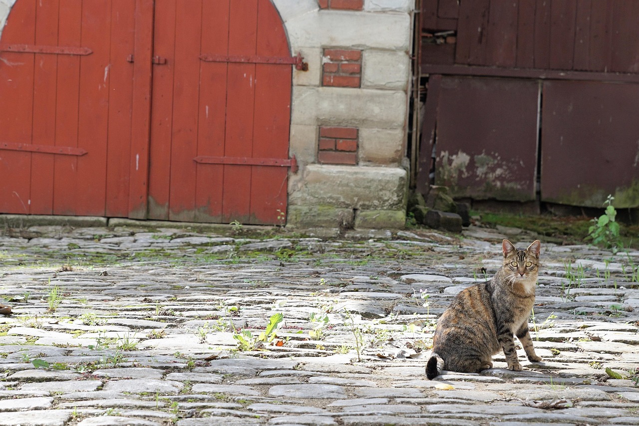 探索蛇类魅力的转变,蛇吻新动态揭秘神秘生物的魅力