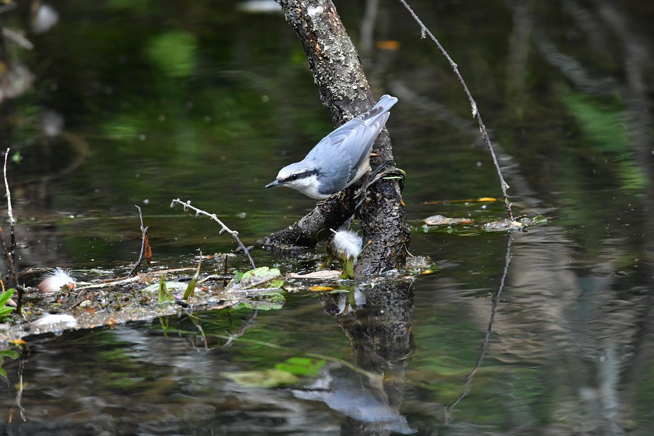 最新捕黑水鸡视频揭秘,探寻自然生态的奥秘之旅