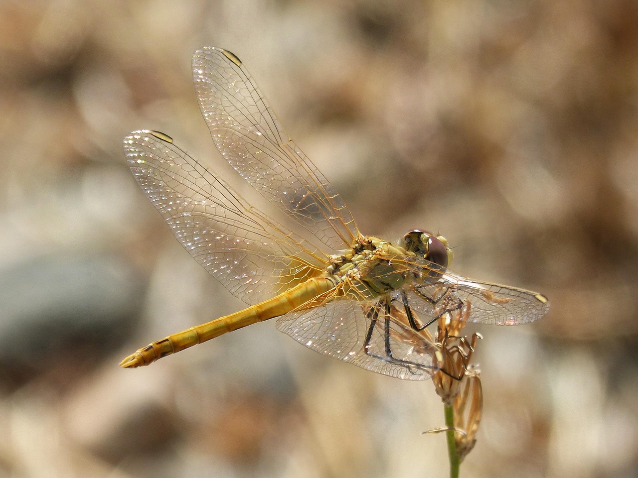 南昌网约车最新动态更新