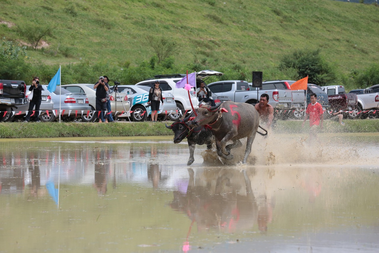 临洮比赛,传统与现代的激烈碰撞之战