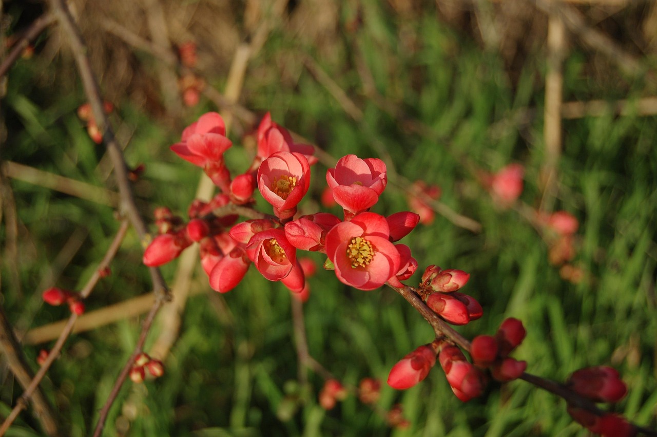 盛锦花园项目进展全面解读与最新动态解析