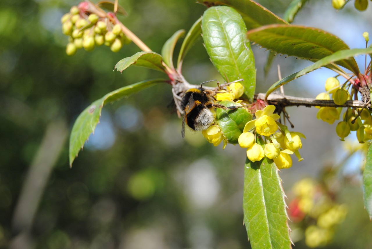 盛锦花园项目进展全面解读与最新动态解析
