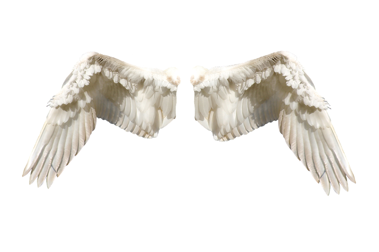 最新鸽界动态与奇妙故事探索,趣闻揭秘鸽坛新动态