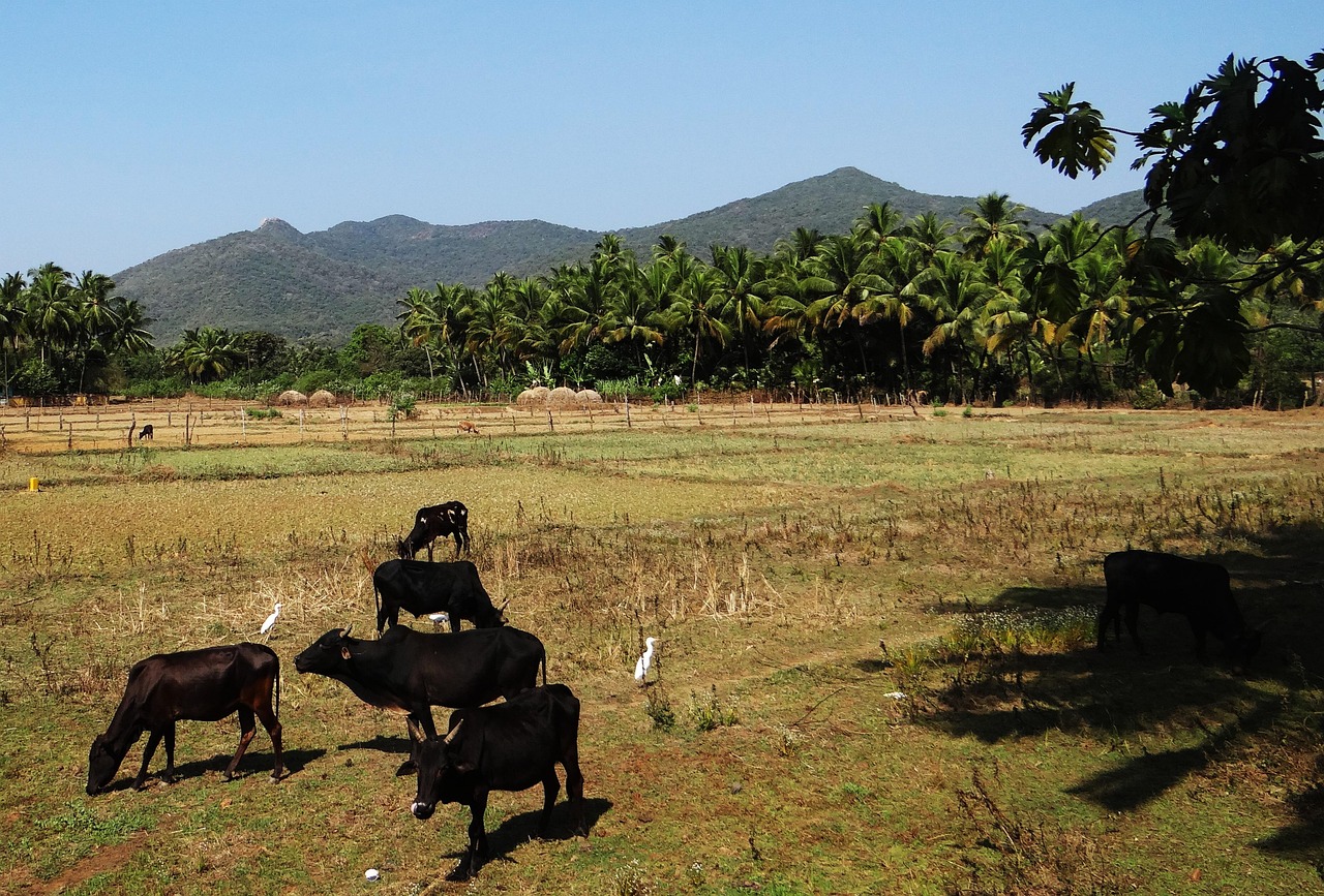 全民农场新版下载,开启乡村之旅,体验全新农场生活