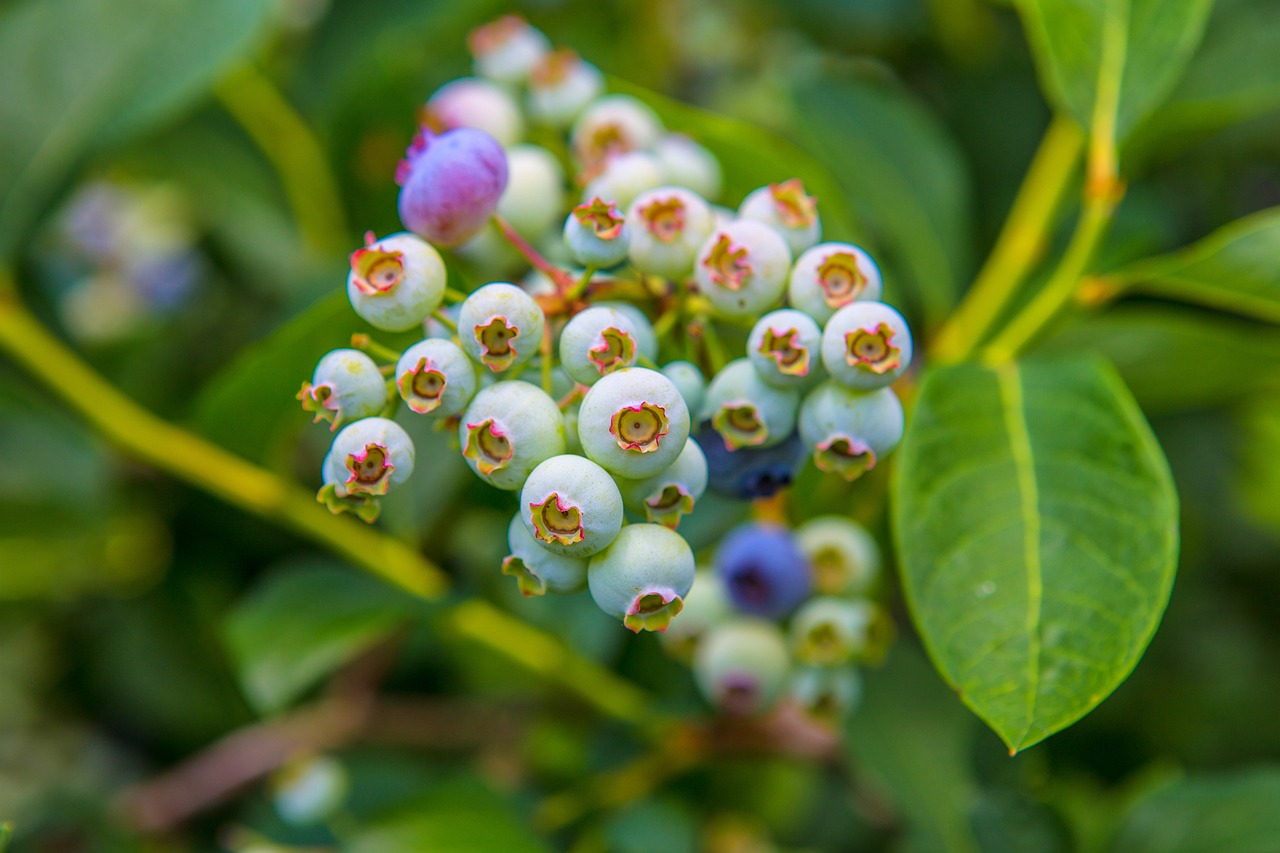 蓝莓上市季节,美味与健康共舞的时刻来临!