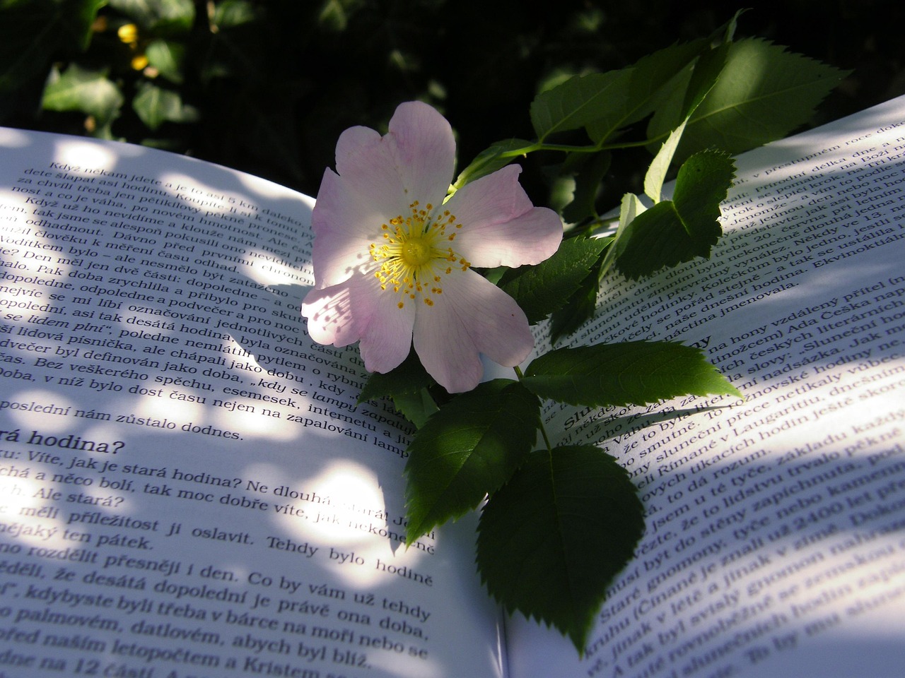 两生花电影,银幕上的绚烂绽放之花
