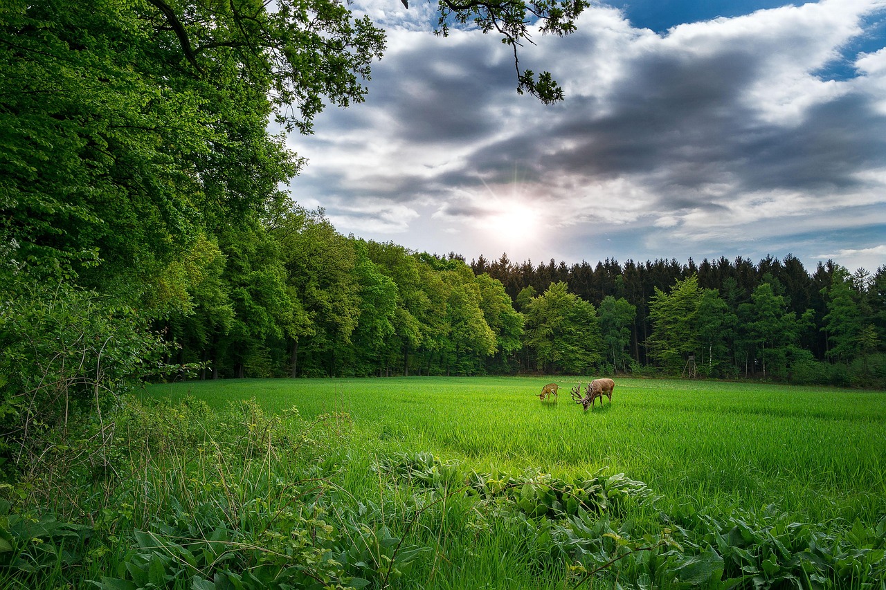 以太坊最新行情深度解析与动态报告