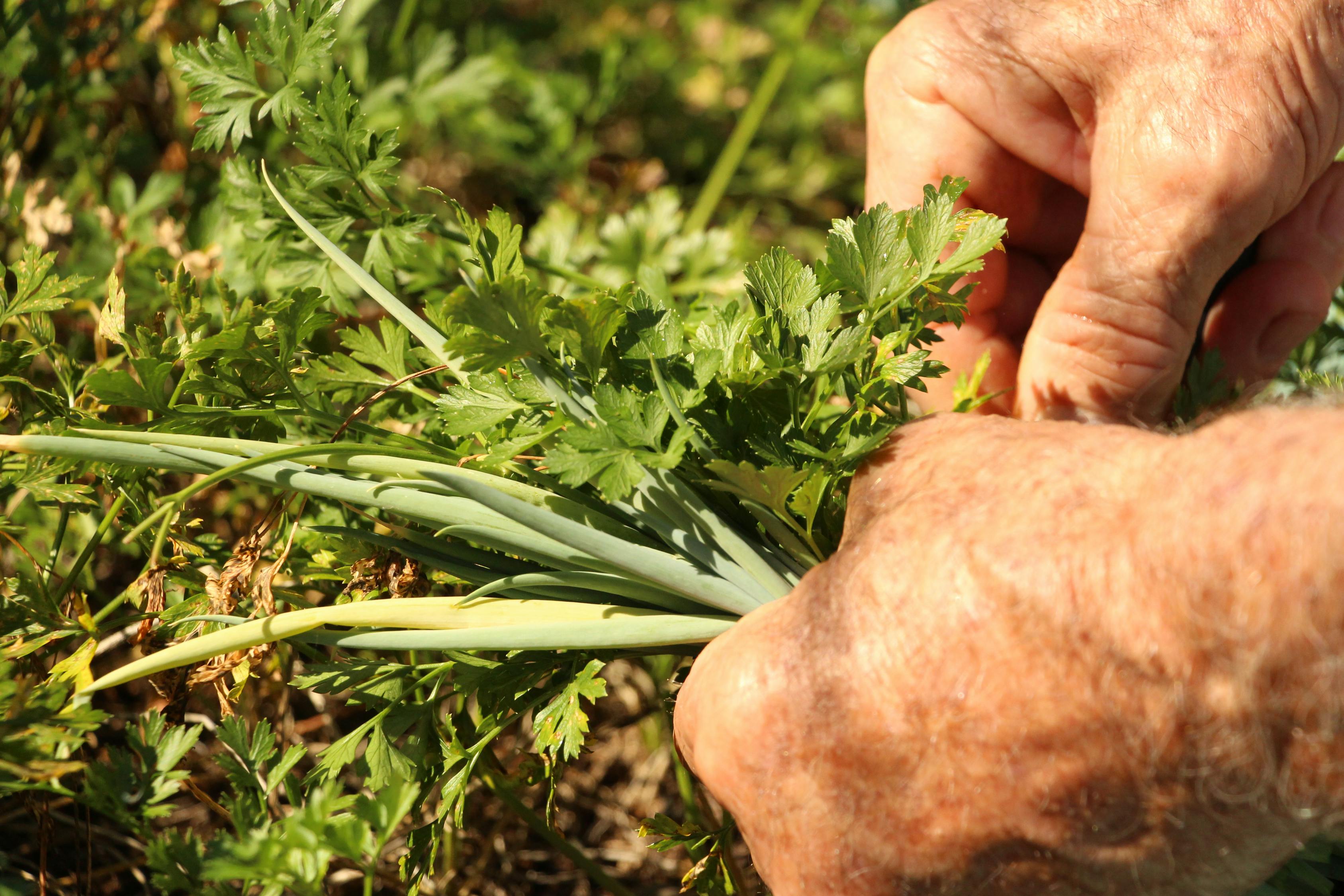 虫草上市时间与季节探寻,何时是虫草上市的最佳季节?