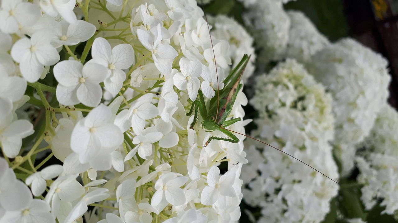 全球视野下的蝗虫最新动态与研究发展趋势