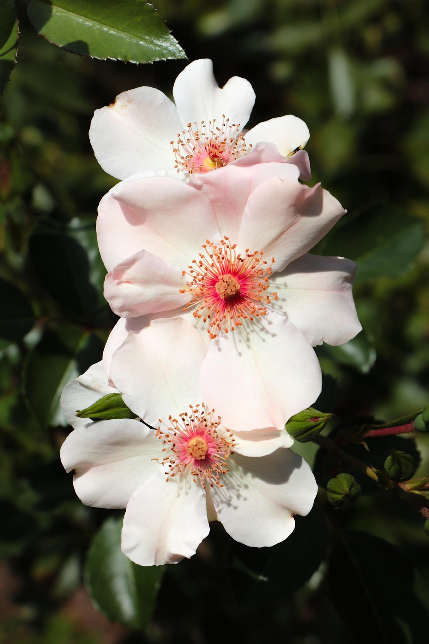 玫瑰绽放之美,情感寄托与美丽展现的玫瑰美图欣赏