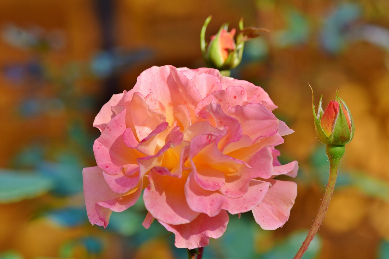 玫瑰绽放之美,情感寄托与美丽展现的玫瑰美图欣赏