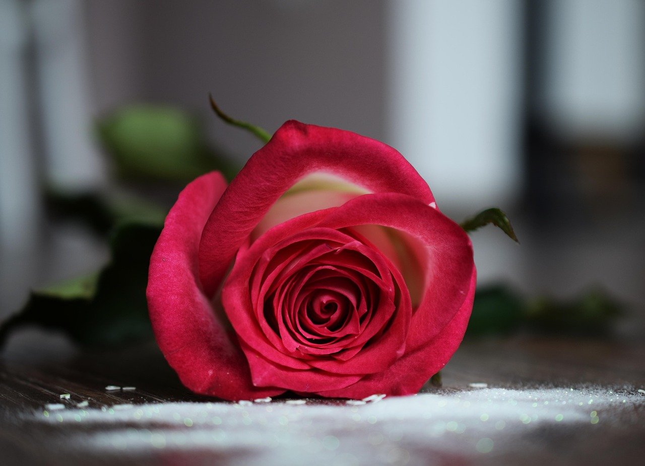 玫瑰绽放之美,情感寄托与美丽展现的玫瑰美图欣赏