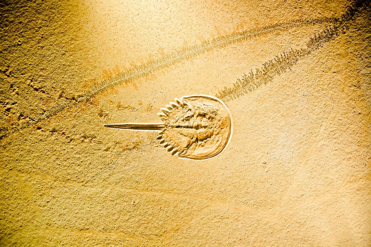 西比尔最新动态,展现时代潮流与无限魅力