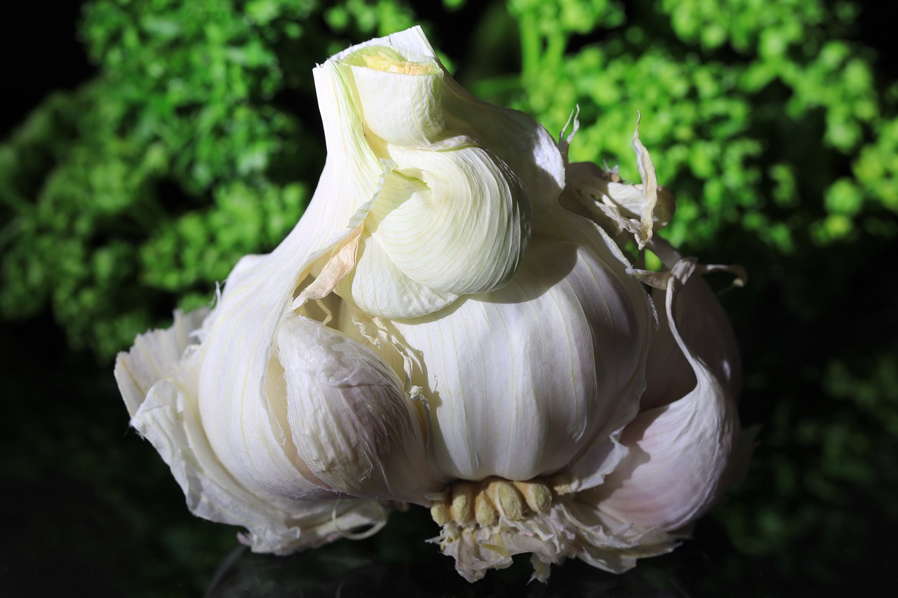 金乡大蒜最新鲜蒜价格动态分析与趋势预测