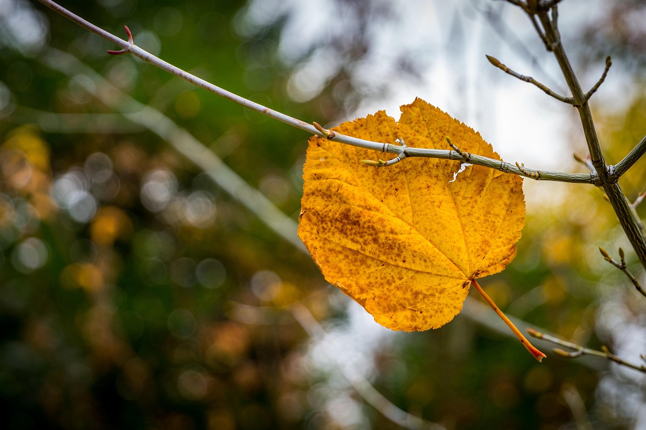 日本昨日地震最新动态,影响、后续观察及实时更新