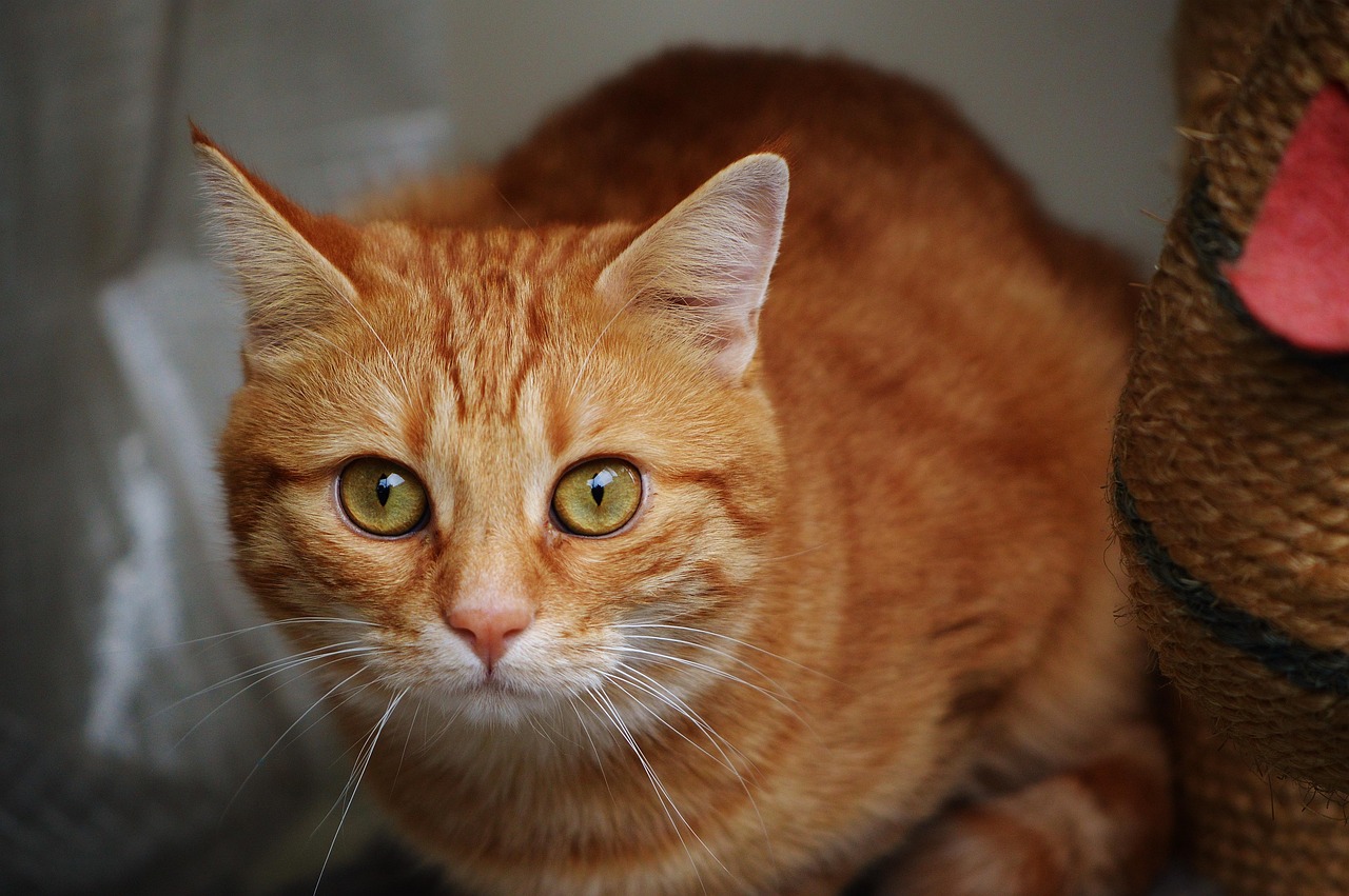 全球冠状疫情挑战,最新动态与应对策略