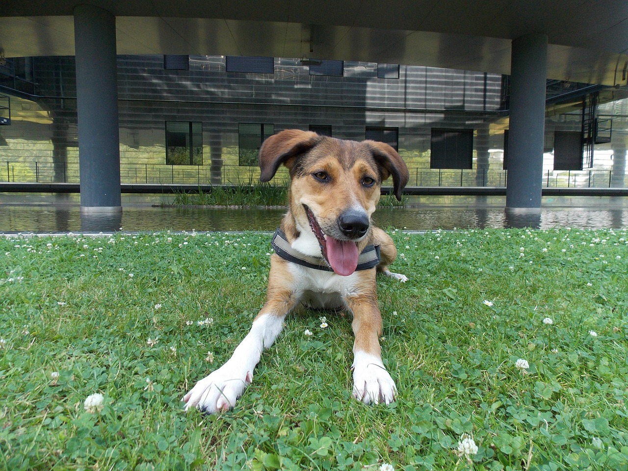 广发主题领先混合(000477)行情深度解析与最新动态关注