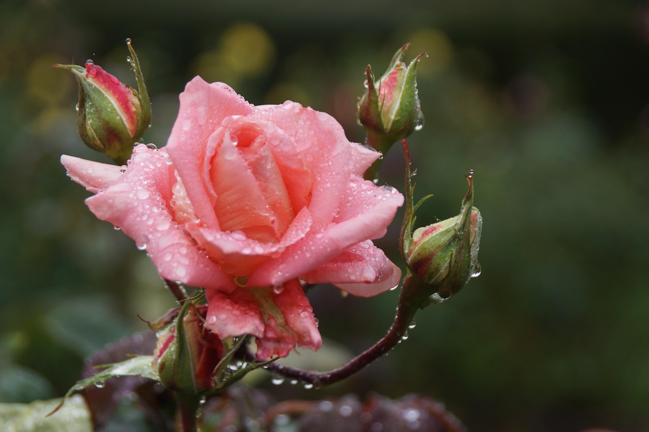 电视剧花谢花飞花满天,绚烂之花下的纷繁情感与命运交织的传奇故事。